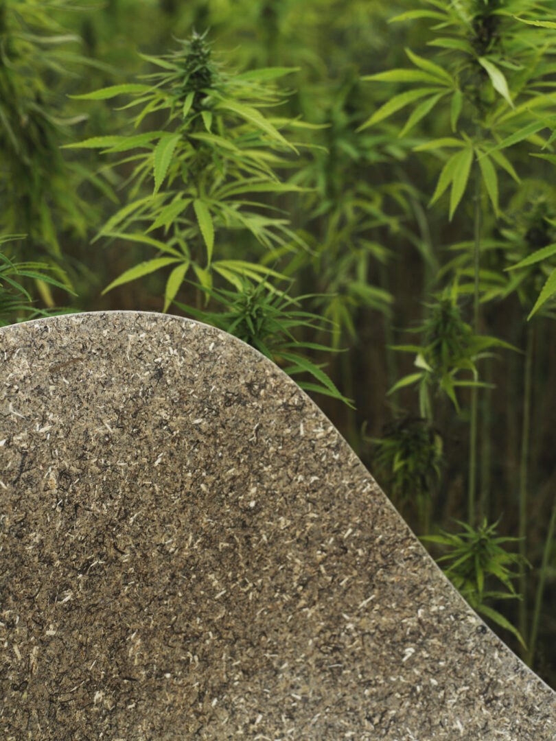 chair in front of hemp plants
